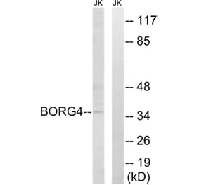 Western Blot - Anti-BORG4 Antibody (C15025) - Antibodies.com