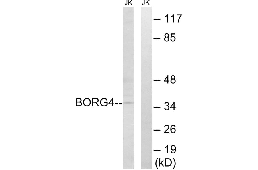 Western Blot - Anti-BORG4 Antibody (C15025) - Antibodies.com