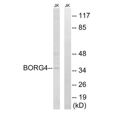 Western Blot - Anti-BORG4 Antibody (C15025) - Antibodies.com