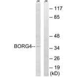 Western Blot - Anti-BORG4 Antibody (C15025) - Antibodies.com