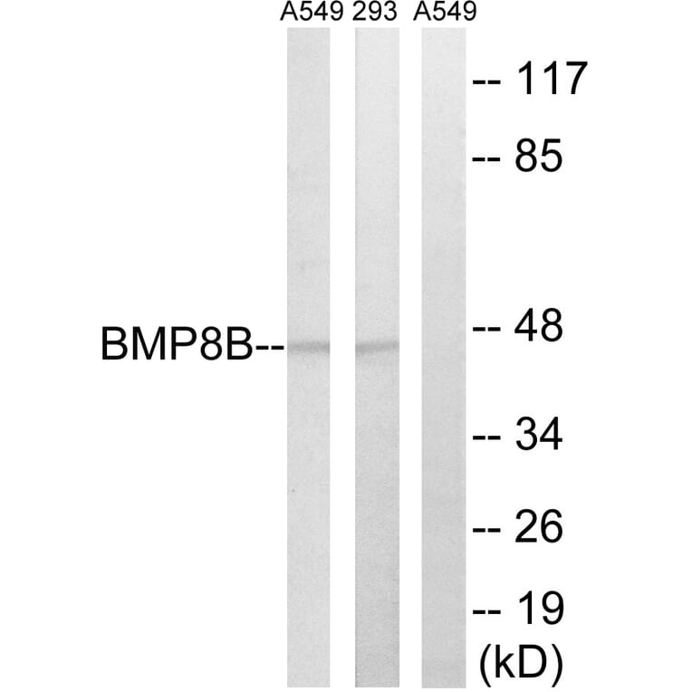 Western Blot - Anti-BMP8B Antibody (C14767) - Antibodies.com