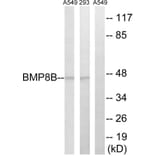 Western Blot - Anti-BMP8B Antibody (C14767) - Antibodies.com