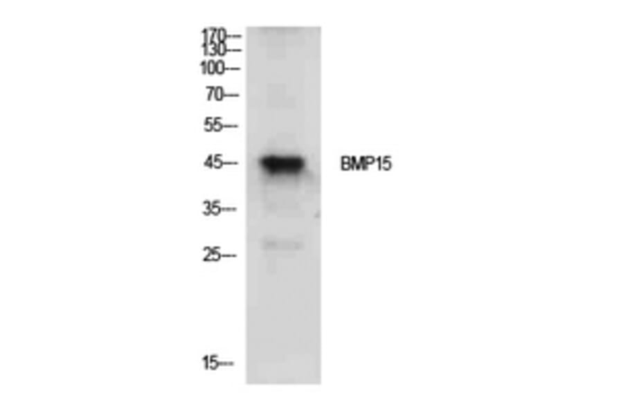 Western Blot - Anti-BMP15 Antibody (C30665) - Antibodies.com
