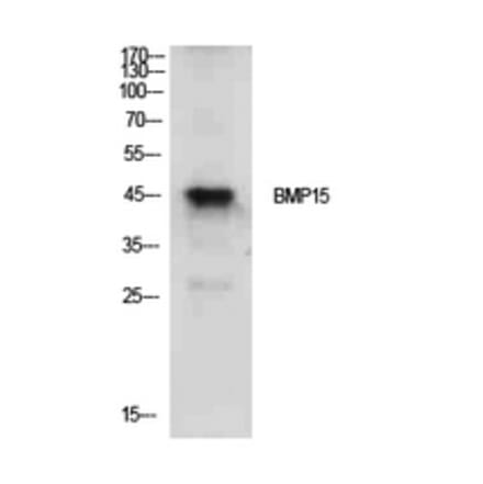 Western Blot - Anti-BMP15 Antibody (C30665) - Antibodies.com