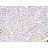 Immunohistochemistry - Anti-BMP15 Antibody (C30665) - Antibodies.com