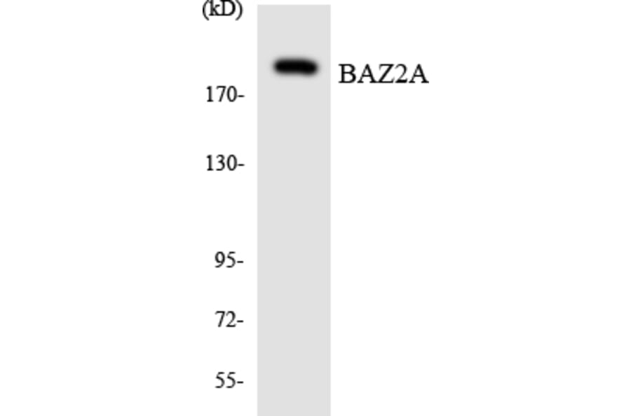 Western Blot - Anti-BAZ2A Antibody (R12-2537) - Antibodies.com