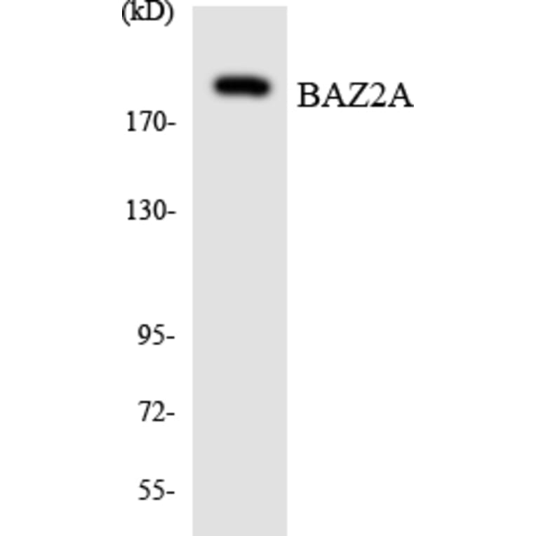 Western Blot - Anti-BAZ2A Antibody (R12-2537) - Antibodies.com
