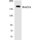 Western Blot - Anti-BAZ2A Antibody (R12-2537) - Antibodies.com