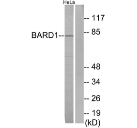 Western Blot - Anti-BARD1 Antibody (C13026) - Antibodies.com