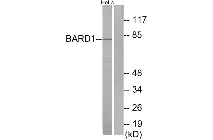 Western Blot - Anti-BARD1 Antibody (C13026) - Antibodies.com