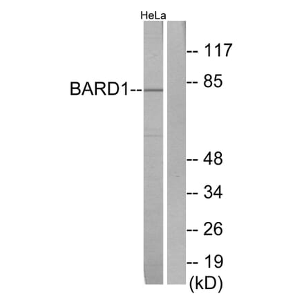 Western Blot - Anti-BARD1 Antibody (C13026) - Antibodies.com