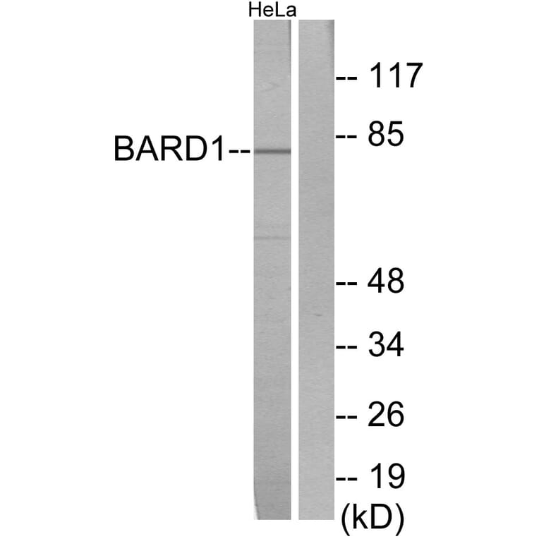 Western Blot - Anti-BARD1 Antibody (C13026) - Antibodies.com