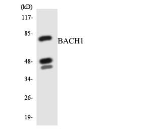 Western Blot - Anti-BACH1 Antibody (R12-2532) - Antibodies.com