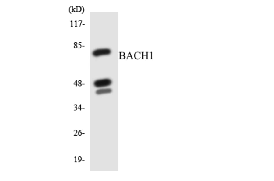 Western Blot - Anti-BACH1 Antibody (R12-2532) - Antibodies.com