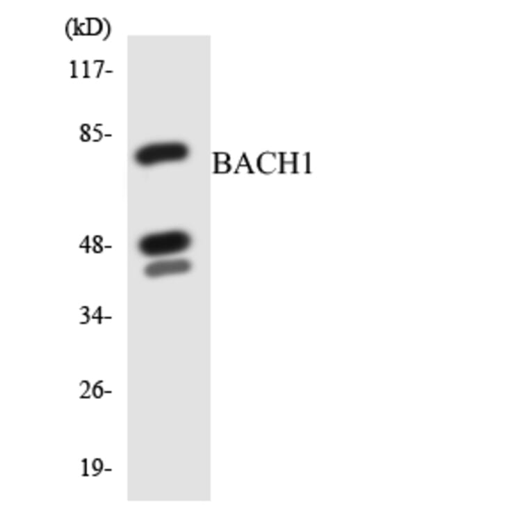 Western Blot - Anti-BACH1 Antibody (R12-2532) - Antibodies.com