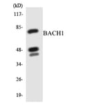 Western Blot - Anti-BACH1 Antibody (R12-2532) - Antibodies.com