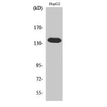 Western Blot - Anti-ATXN2 Antibody (C14578) - Antibodies.com