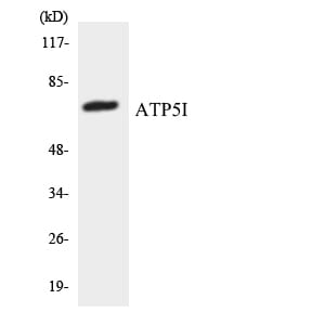 Western blot analysis of the lysates from 293 cells using Anti-ATP5I Antibody.