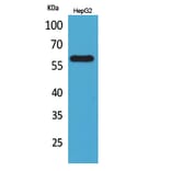 Western Blot - Anti-ASIC3 Antibody (C30145) - Antibodies.com