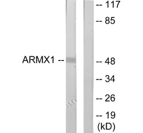 Western Blot - Anti-ARMX1 Antibody (C11801) - Antibodies.com