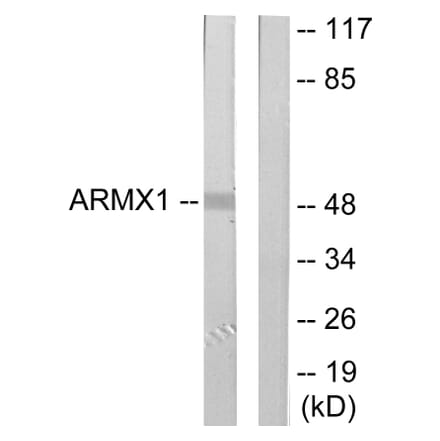 Western Blot - Anti-ARMX1 Antibody (C11801) - Antibodies.com