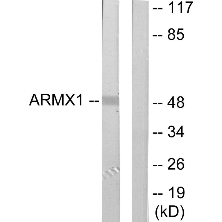 Western Blot - Anti-ARMX1 Antibody (C11801) - Antibodies.com