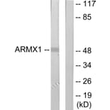 Western Blot - Anti-ARMX1 Antibody (C11801) - Antibodies.com