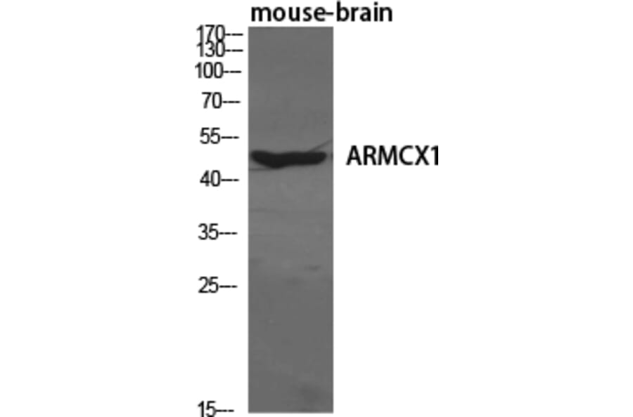 Western Blot - Anti-ARMX1 Antibody (C11801) - Antibodies.com