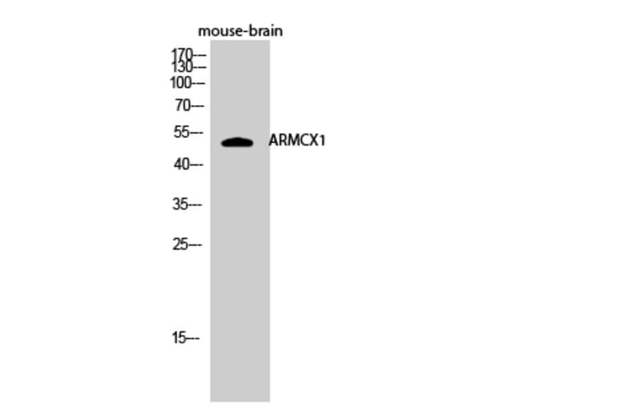 Western Blot - Anti-ARMX1 Antibody (C11801) - Antibodies.com