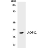 Western Blot - Anti-AQP12 Antibody (R12-2499) - Antibodies.com
