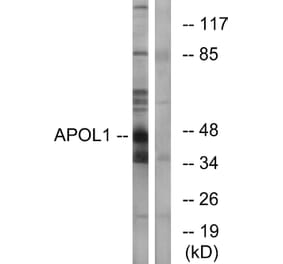 Western Blot - Anti-APOL1 Antibody (C14539) - Antibodies.com