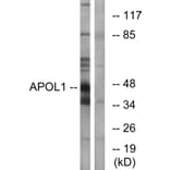 Western Blot - Anti-APOL1 Antibody (C14539) - Antibodies.com