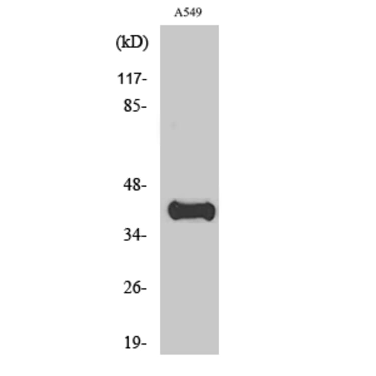 Western Blot - Anti-APOL1 Antibody (C14539) - Antibodies.com