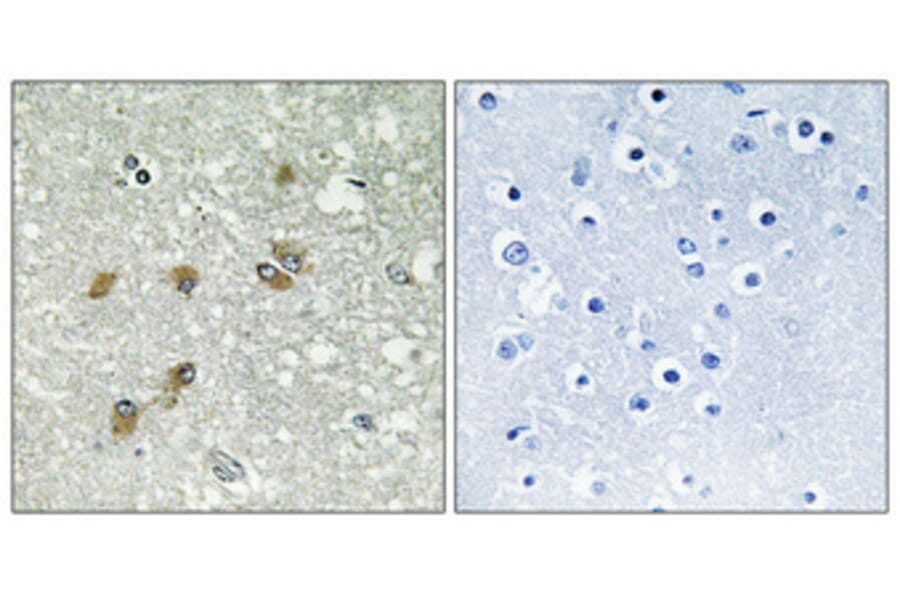 Immunohistochemistry - Anti-APOL1 Antibody (C14539) - Antibodies.com