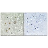 Immunohistochemistry - Anti-APOL1 Antibody (C14539) - Antibodies.com