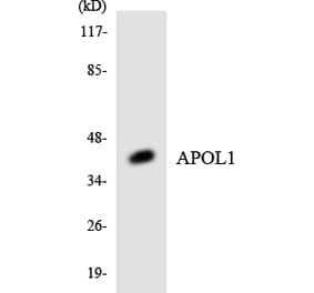 Western Blot - Anti-APOL1 Antibody (R12-2496) - Antibodies.com