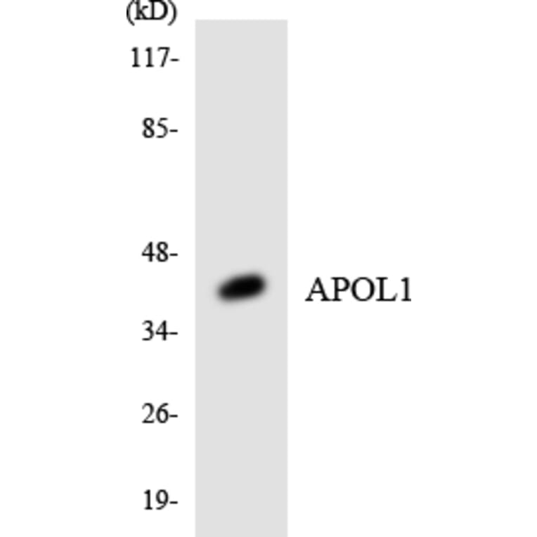 Western Blot - Anti-APOL1 Antibody (R12-2496) - Antibodies.com