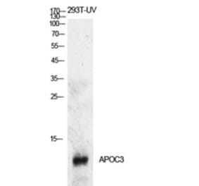 Western Blot - Anti-APOC3 Antibody (C30070) - Antibodies.com