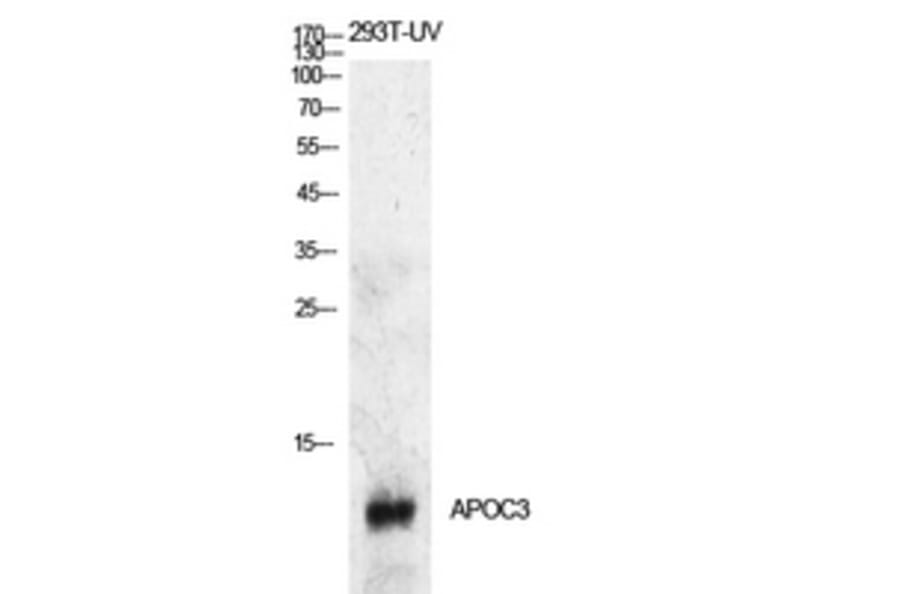 Western Blot - Anti-APOC3 Antibody (C30070) - Antibodies.com