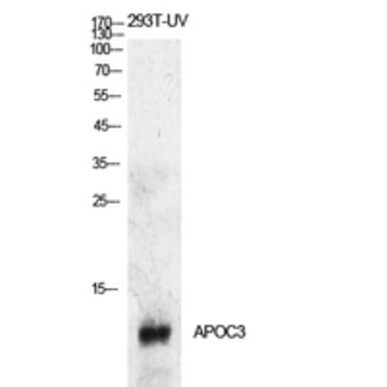 Western Blot - Anti-APOC3 Antibody (C30070) - Antibodies.com