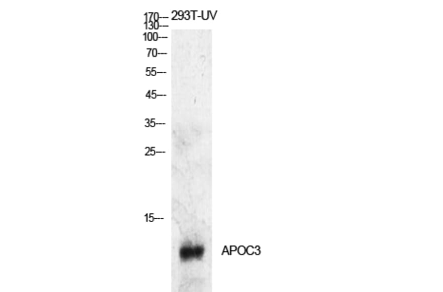Western Blot - Anti-APOC3 Antibody (C30070) - Antibodies.com