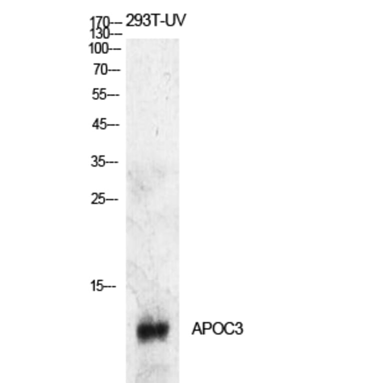 Western Blot - Anti-APOC3 Antibody (C30070) - Antibodies.com