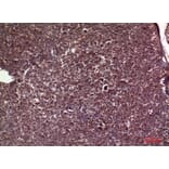 Immunohistochemistry - Anti-APOC3 Antibody (C30070) - Antibodies.com