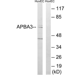 Western Blot - Anti-APBA3 Antibody (C14450) - Antibodies.com