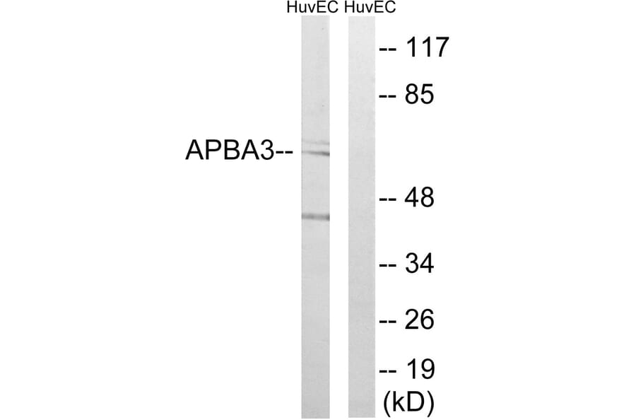 Western Blot - Anti-APBA3 Antibody (C14450) - Antibodies.com