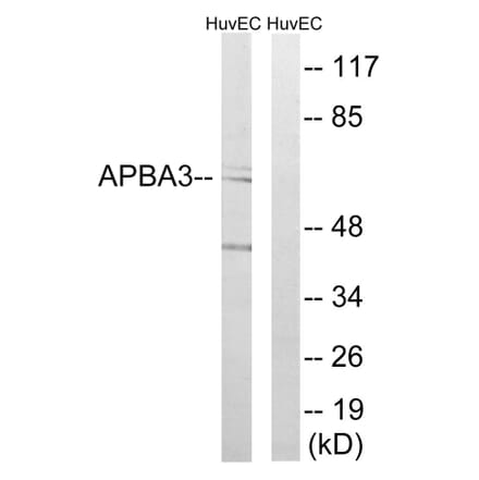 Western Blot - Anti-APBA3 Antibody (C14450) - Antibodies.com