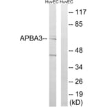 Western Blot - Anti-APBA3 Antibody (C14450) - Antibodies.com