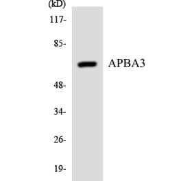 Western Blot - Anti-APBA3 Antibody (R12-2491) - Antibodies.com