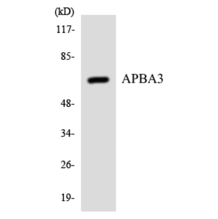 Western Blot - Anti-APBA3 Antibody (R12-2491) - Antibodies.com