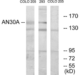 Western Blot - Anti-AN30A Antibody (C11638) - Antibodies.com